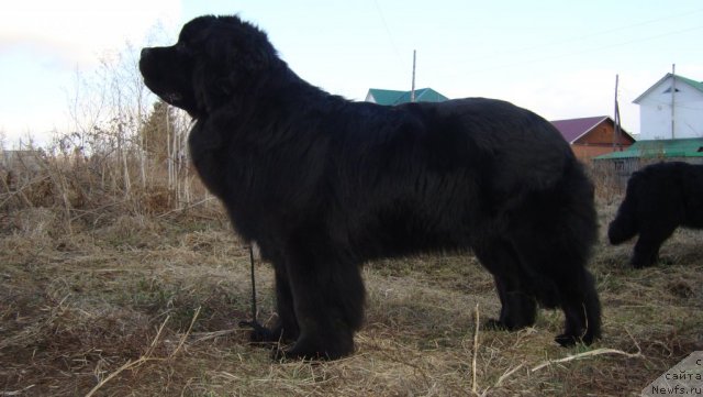 Фото: ньюфаундленд Пассия Короля из Медвежьего Яра (Passia Korolya iz Medvejyego Yara)
