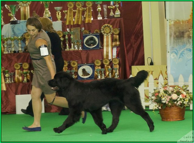 Фото: Ксения Семикова, ньюфаундленд Питерньюф Нота Бене (Piternyuf Nota Bene)