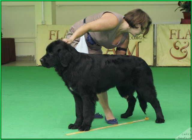 Фото: Ксения Семикова, ньюфаундленд Питерньюф Нота Бене (Piternyuf Nota Bene)