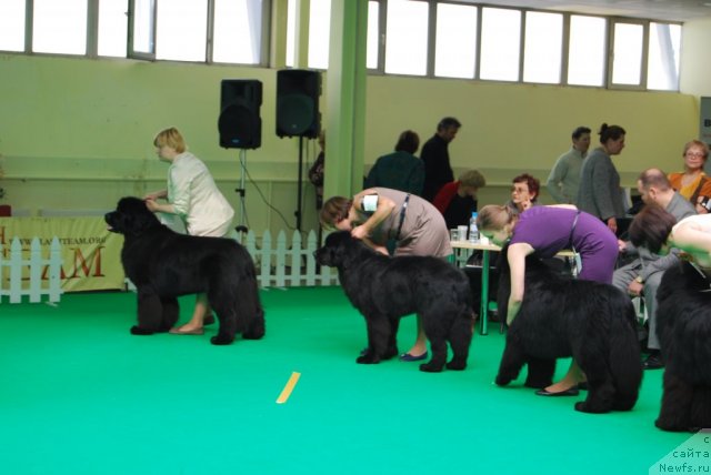 Фото: ньюфаундленд Антей Гранд Победитель, Ксения Семикова