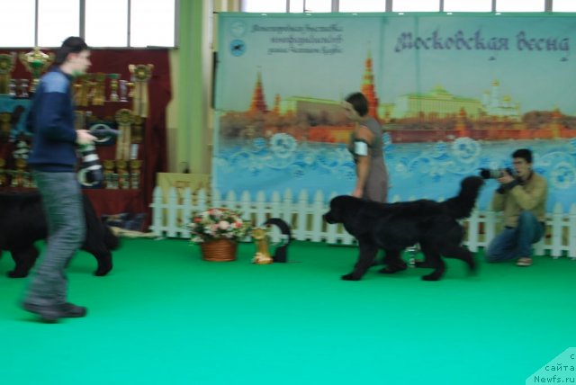 Фото: ньюфаундленд Антей Гранд Победитель, Ксения Семикова