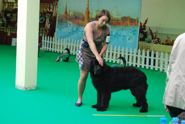 Фото: ньюфаундленд Антей Гранд Победитель, Ксения Семикова