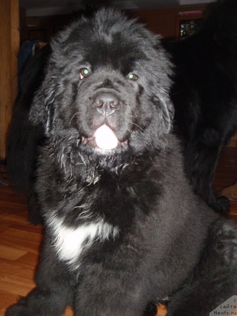 Фото: ньюфаундленд Блэк Диамонд Агидель от Потапа Увертюра