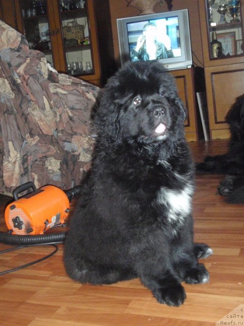 Фотография № 91166