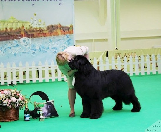 Фото: ньюфаундленд Акватория Келвин Золотой Медведь (Aquatoriya Kelvin Zolotoy Medved), Татьяна Абутова