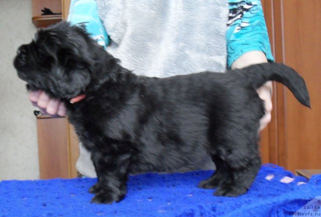 Фото: ньюфаундленд Бегущая по Волнам Высшая Лига