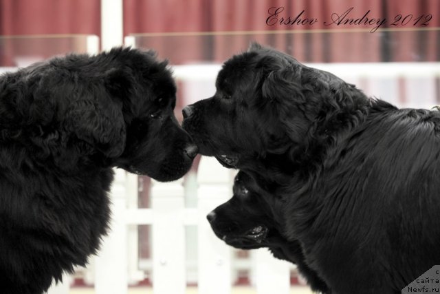 Фотография № 91202