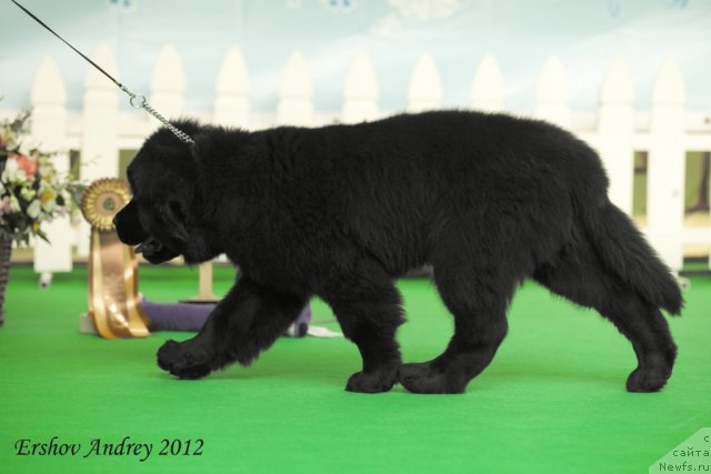 Фотография № 91215