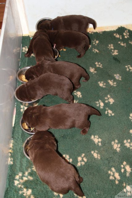 Фотография № 91229