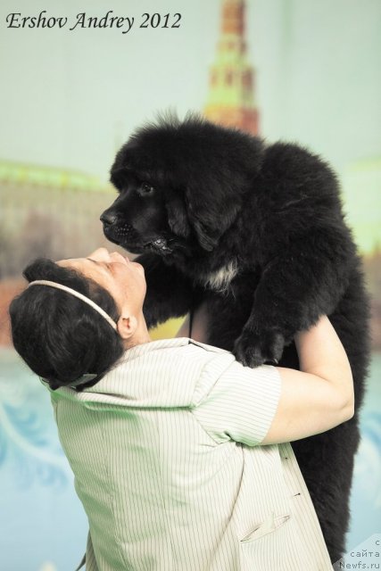 Фото: ньюфаундленд Белкондер-Клаб Угли-Бугли (Belkonder-Club Ugli-Boogli), Анна Ковалёва