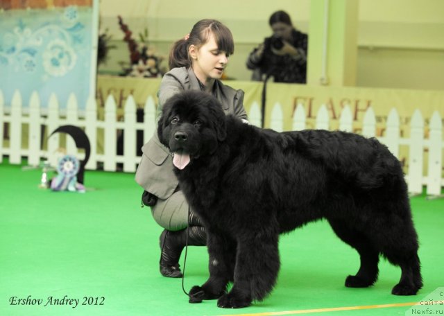 Фотография № 91256