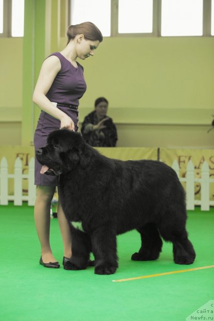 Фото: ньюфаундленд Сказочная Кроха Медисон (Skazochnaya Kroha Medison)