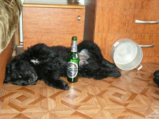 Фото: ньюфаундленд Мороз-Воевода от Сибирского Медведя