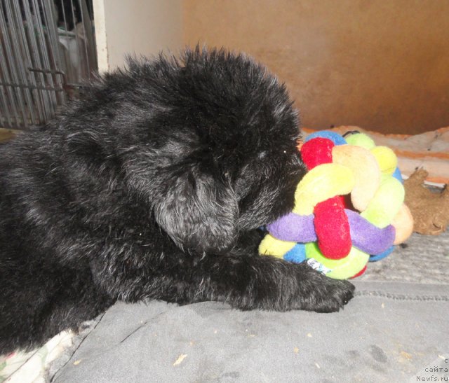 Фото: ньюфаундленд Бегущая по Волнам Вся Такая Растакая (Beguschaya po Volnam Vsya Takaya Rastakaya)