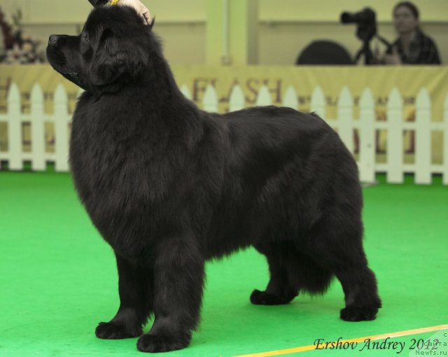 Фотография № 91289