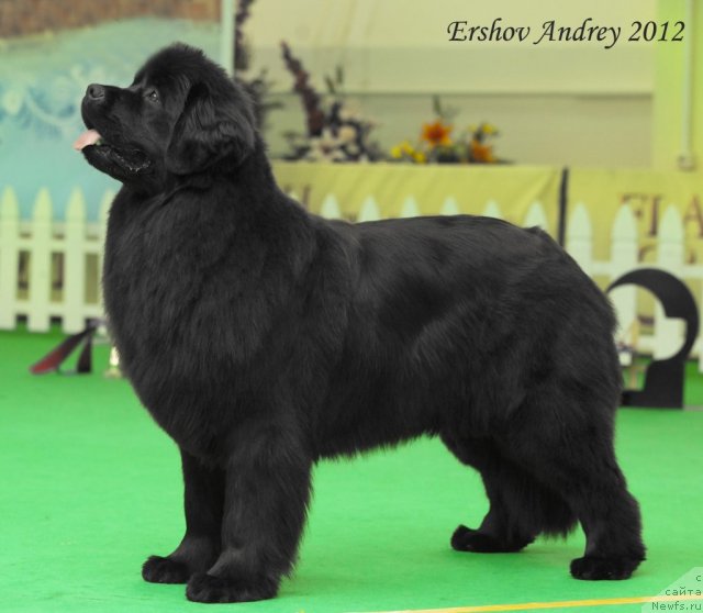 Фото: ньюфаундленд Особа Статная из Медвежьего Яра