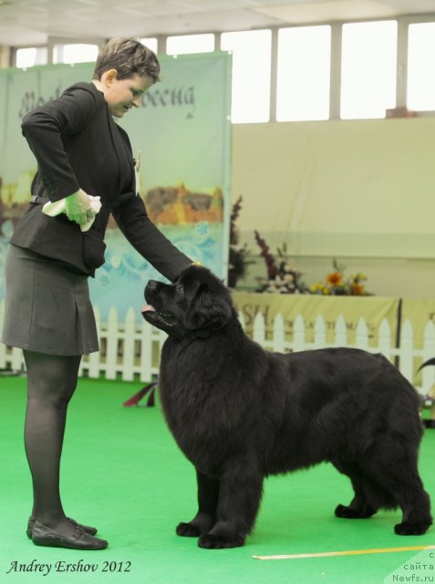 Фото: ньюфаундленд Особа Статная из Медвежьего Яра