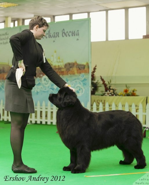Фото: ньюфаундленд Особа Статная из Медвежьего Яра