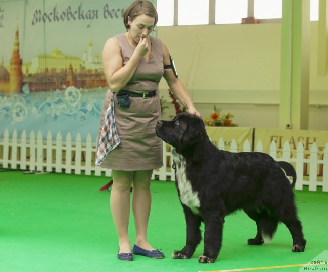 Фото: ньюфаундленд Питерньюф Енигма (Piternyuf Enigma)