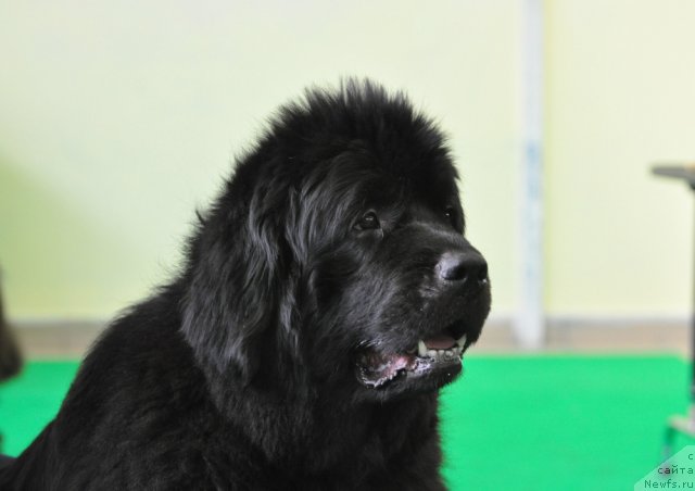 Фото: ньюфаундленд Бегущая по Волнам Само Совершенство (Beguschaya po Volnam Samo Sovershenstvo)