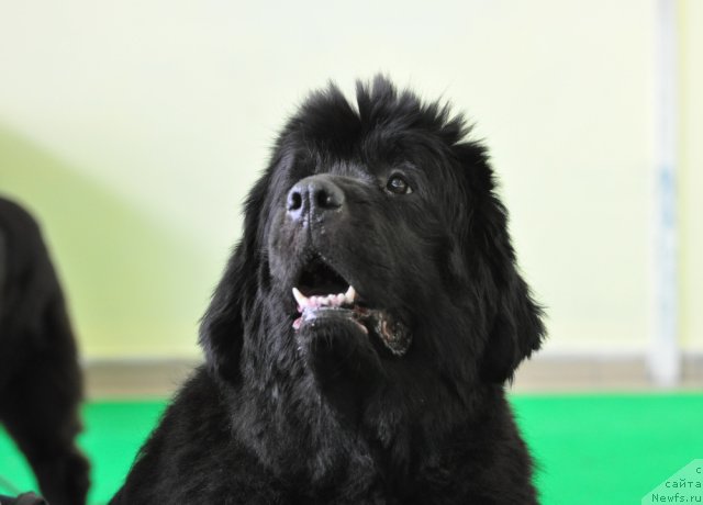 Фотография № 91298