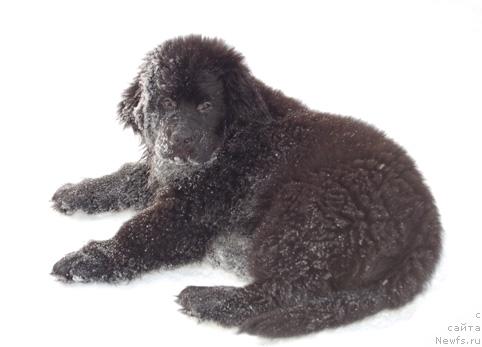 Фото: ньюфаундленд Сент Джонс Орфей