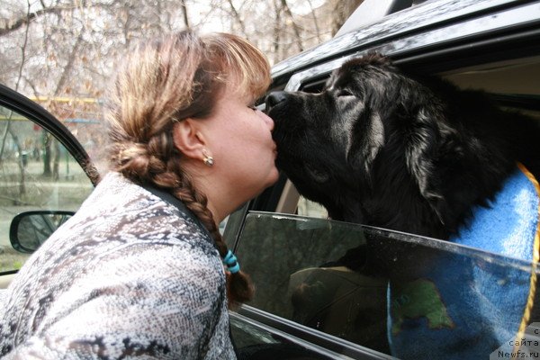 Фото: Фарида Сирязева, ньюфаундленд Лав Стори из Тихого Омута (Love Story iz Tihogo Omuta)