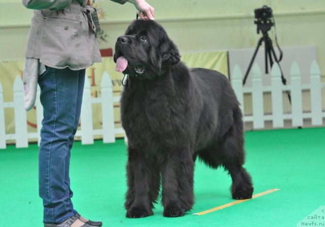 Фотография № 91312