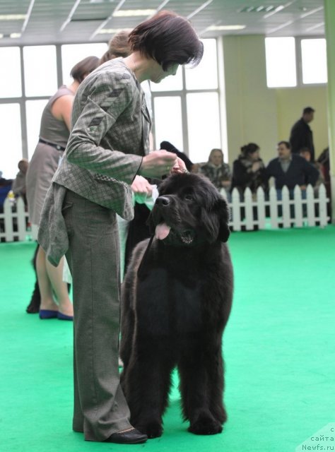 Фото: ньюфаундленд Бегущая по Волнам Дансинг Квин (Beguschaya po Volnam Dancing Queen)