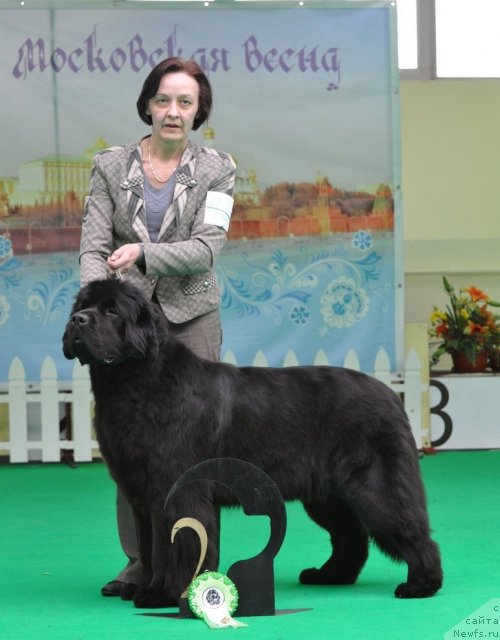 Фото: ньюфаундленд Бегущая по Волнам Дансинг Квин (Beguschaya po Volnam Dancing Queen)