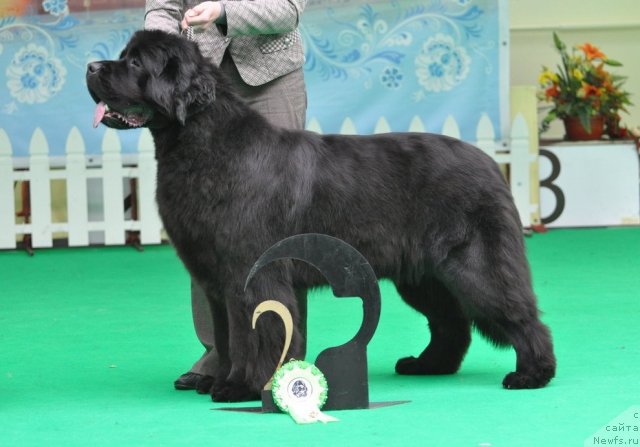 Фото: ньюфаундленд Бегущая по Волнам Дансинг Квин (Beguschaya po Volnam Dancing Queen)