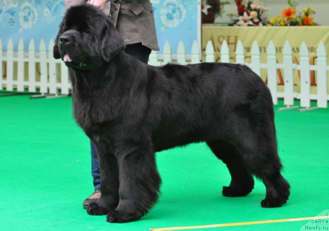 Фотография № 91333