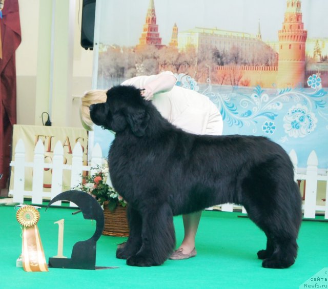 Фото: ньюфаундленд Акватория Келвин Премиум фром Никас