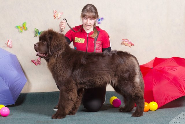 Фотография № 91355