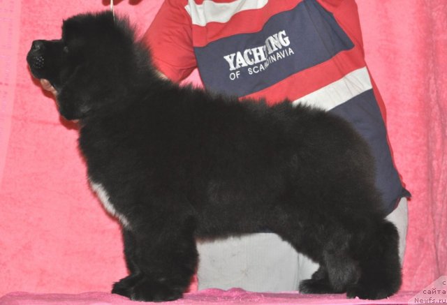 Фото: ньюфаундленд Белкондер-Клаб Угли-Бугли (Belkonder-Club Ugli-Boogli)