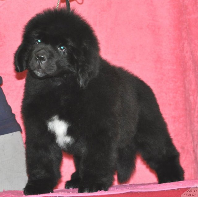 Фото: ньюфаундленд Белкондер-Клаб Угли-Бугли (Belkonder-Club Ugli-Boogli)