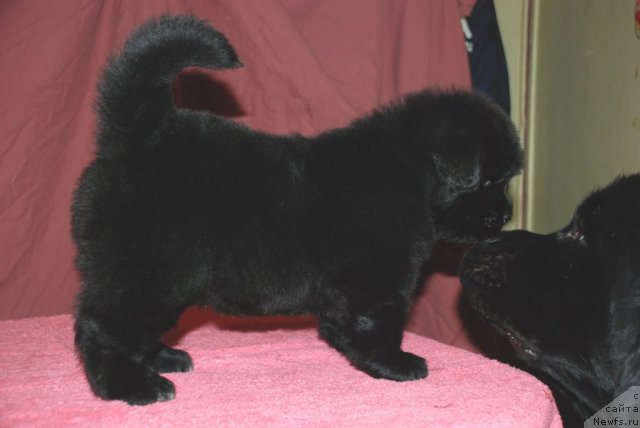 Фото: ньюфаундленд Белкондер-Клаб Угли-Бугли (Belkonder-Club Ugli-Boogli)