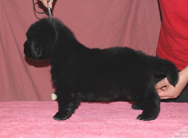 Фото: ньюфаундленд Белкондер-Клаб Угли-Бугли (Belkonder-Club Ugli-Boogli)