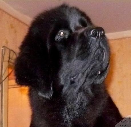 Фото: ньюфаундленд Отрада Моя от Сибирского Медведя