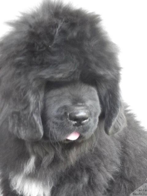 Фотография № 91399