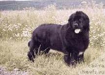 Фото: ньюфаундленд Funny Girl vom Trieberg