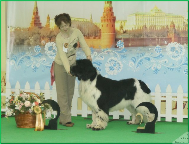 Фото: ньюфаундленд Питерньюф Плэй Бой (Piternyuf Play Boy)