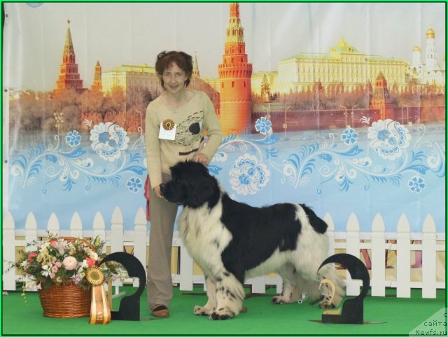 Фото: ньюфаундленд Питерньюф Плэй Бой (Piternyuf Play Boy)