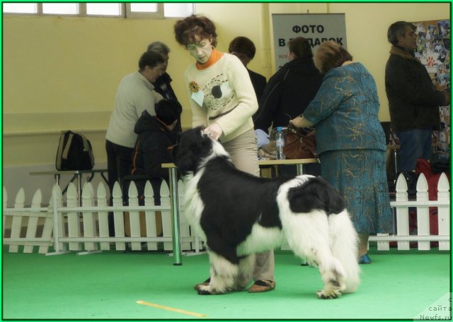 Фото: ньюфаундленд Питерньюф Плэй Бой (Piternyuf Play Boy)