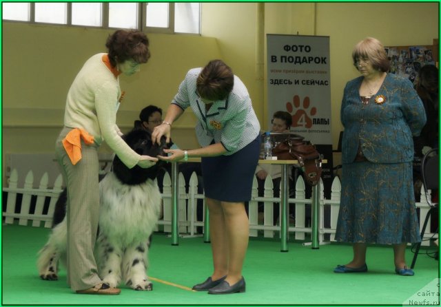 Фото: ньюфаундленд Питерньюф Плэй Бой (Piternyuf Play Boy)