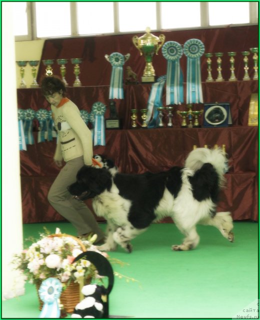 Фото: ньюфаундленд Питерньюф Плэй Бой (Piternyuf Play Boy)