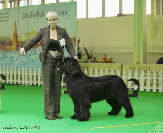 Фото: ньюфаундленд С'Нежная Вьюга Амороне Сартори (S'Nezhnaya Vjuga Amorone Sartori)