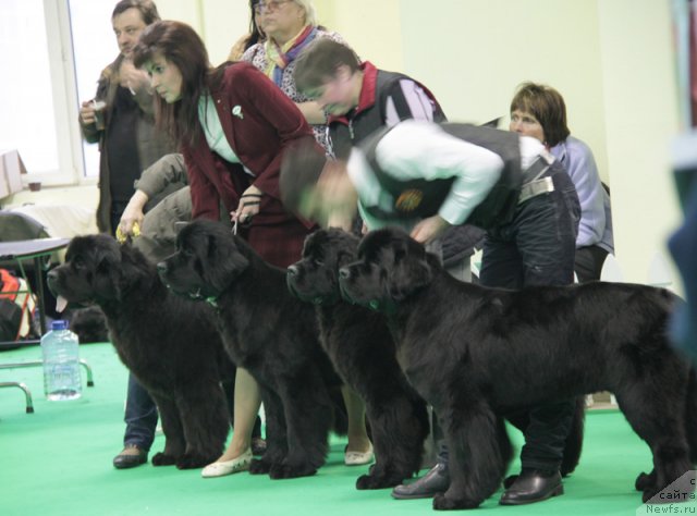 Фото: ньюфаундленд Бегущая по Волнам Дансинг Квин (Beguschaya po Volnam Dancing Queen), ньюфаундленд Бегущая по Волнам Харизма (Beguschaya po Volnam Harizma), ньюфаундленд Бегущая по Волнам Зефирин Друэн (Beguschaya po Volnam Zephirine Drouhin), ньюфаундленд Бегущая по Волнам Ханд Маде (Beguschaya po Volnam Hand Made)