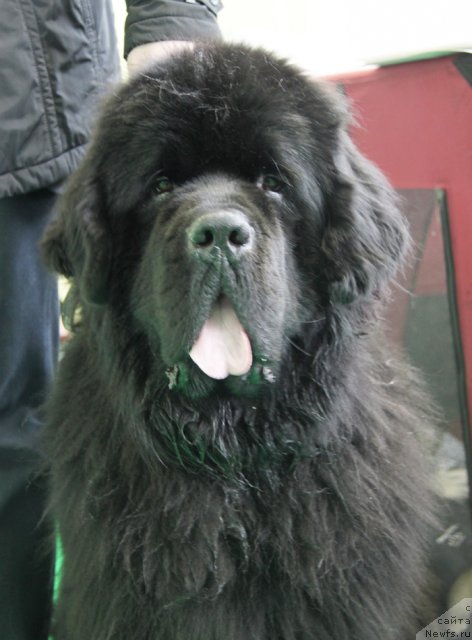 Фото: ньюфаундленд Бегущая по Волнам Сун ин Му Ханд (Beguschaya po Volnam Sun in My Hand)