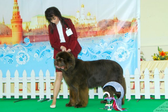 Фото: ньюфаундленд Акватория Келвин Ройал Тедди Беар (Aquatoriya Kelvin Royal Teddy Bear), Юлиана Никифорова